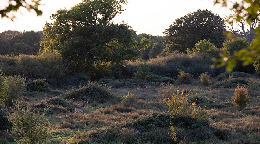 [EN] The biodiversity crisis, the wild and the archaeological imagination - фото 1