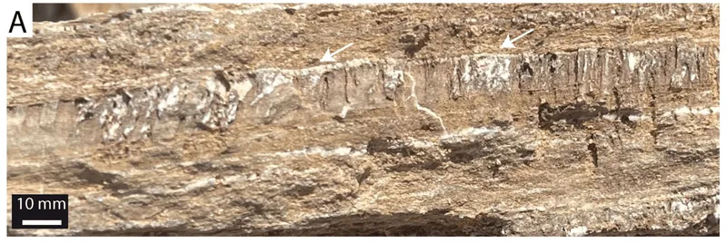 Геологи нашли в скале следы существования неизвестного существа - фото 1