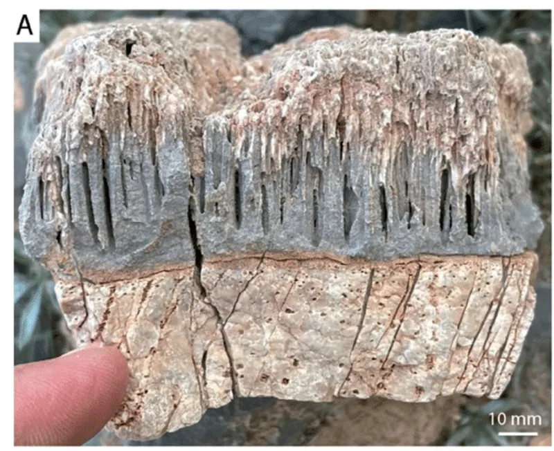 Геологи нашли в скале следы существования неизвестного существа - фото 2