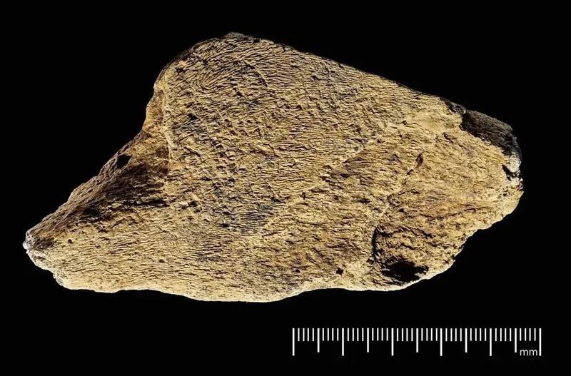 Археологов поразил инструмент возрастом 500 тысяч лет: чем он оказался